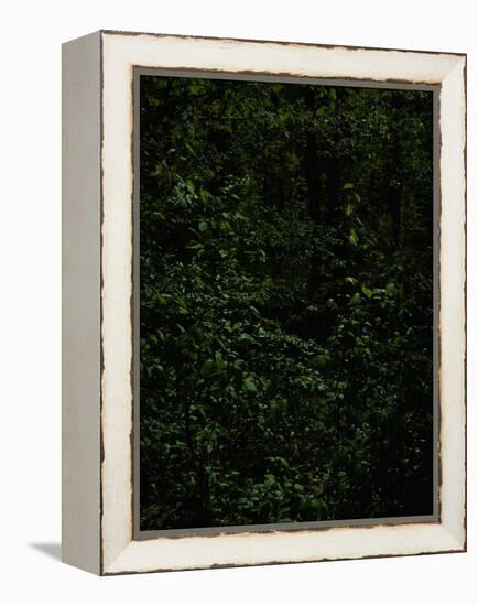 Deciduous forest with green leaves, dark, shady-Axel Killian-Framed Premier Image Canvas