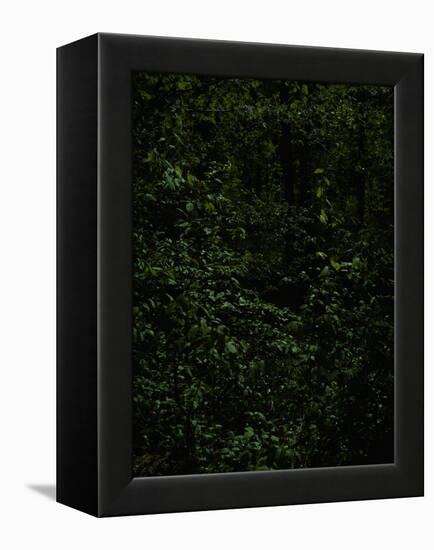 Deciduous forest with green leaves, dark, shady-Axel Killian-Framed Premier Image Canvas