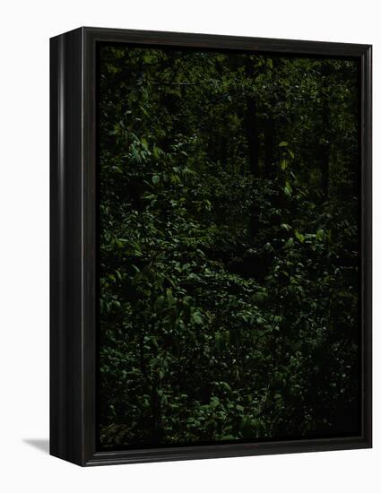 Deciduous forest with green leaves, dark, shady-Axel Killian-Framed Premier Image Canvas