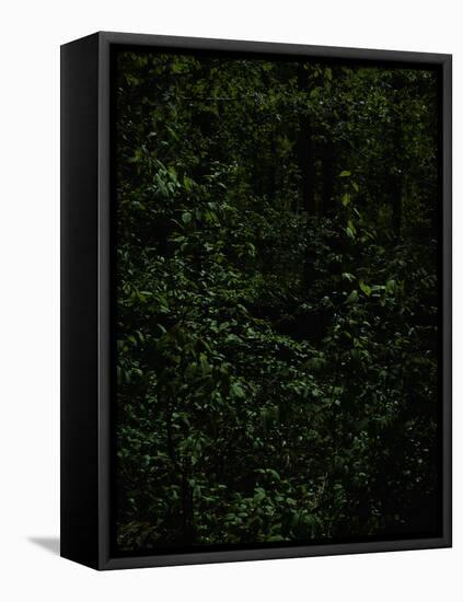 Deciduous forest with green leaves, dark, shady-Axel Killian-Framed Premier Image Canvas