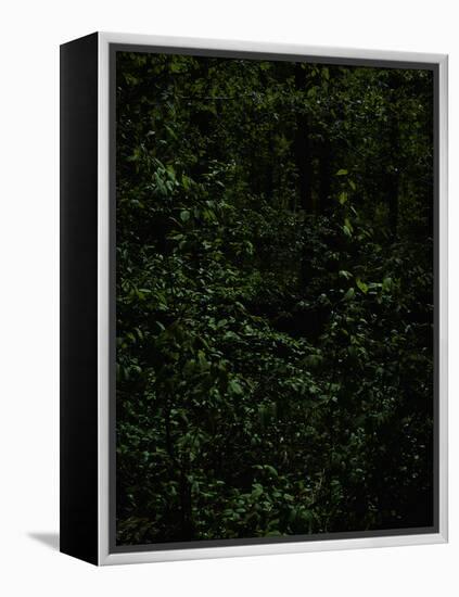 Deciduous forest with green leaves, dark, shady-Axel Killian-Framed Premier Image Canvas