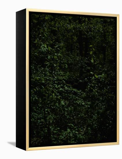 Deciduous forest with green leaves, dark, shady-Axel Killian-Framed Premier Image Canvas