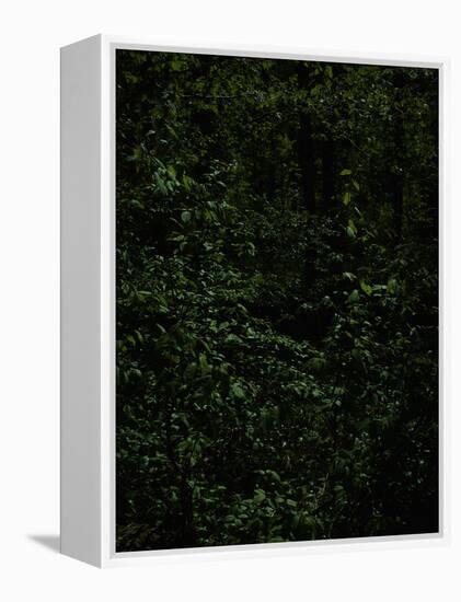 Deciduous forest with green leaves, dark, shady-Axel Killian-Framed Premier Image Canvas