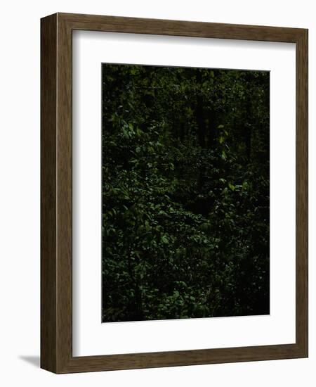 Deciduous forest with green leaves, dark, shady-Axel Killian-Framed Photographic Print