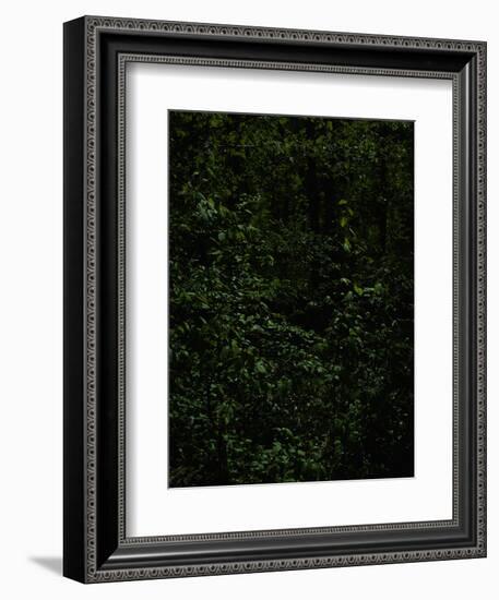 Deciduous forest with green leaves, dark, shady-Axel Killian-Framed Photographic Print