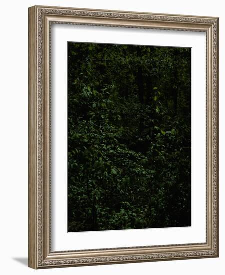 Deciduous forest with green leaves, dark, shady-Axel Killian-Framed Photographic Print