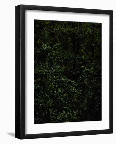 Deciduous forest with green leaves, dark, shady-Axel Killian-Framed Photographic Print