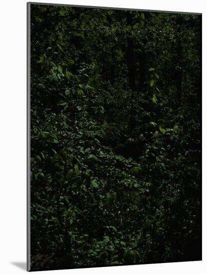 Deciduous forest with green leaves, dark, shady-Axel Killian-Mounted Photographic Print