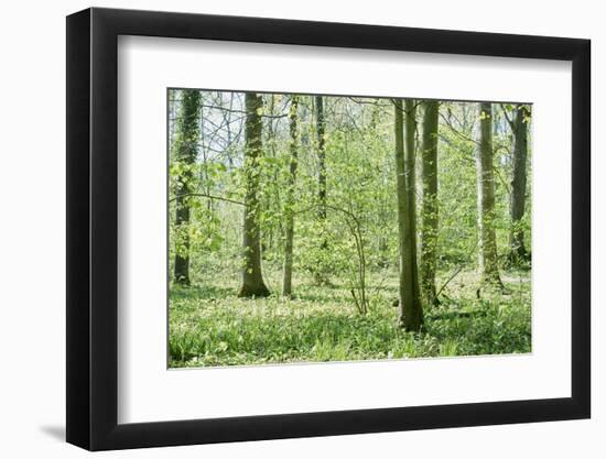 Deciduous forest with green leaves in the spring with sunshine-Axel Killian-Framed Photographic Print