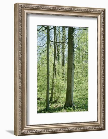 Deciduous forest with green leaves in the spring with sunshine-Axel Killian-Framed Photographic Print