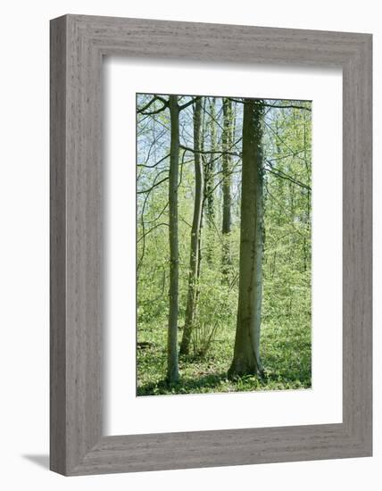 Deciduous forest with green leaves in the spring with sunshine-Axel Killian-Framed Photographic Print