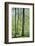 Deciduous forest with green leaves in the spring with sunshine-Axel Killian-Framed Photographic Print