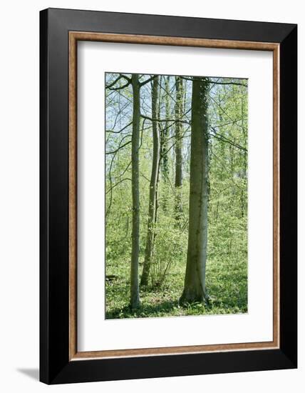 Deciduous forest with green leaves in the spring with sunshine-Axel Killian-Framed Photographic Print