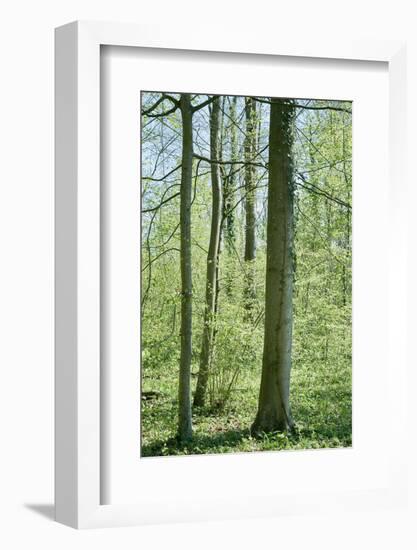 Deciduous forest with green leaves in the spring with sunshine-Axel Killian-Framed Photographic Print