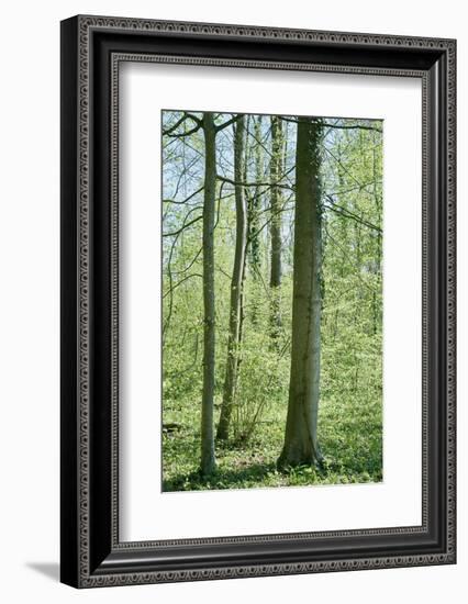 Deciduous forest with green leaves in the spring with sunshine-Axel Killian-Framed Photographic Print