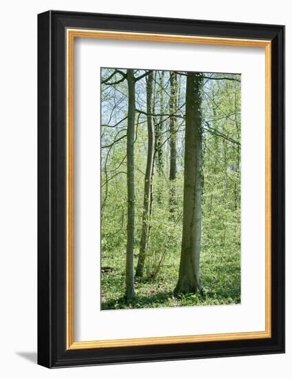 Deciduous forest with green leaves in the spring with sunshine-Axel Killian-Framed Photographic Print