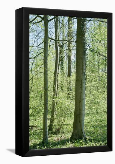 Deciduous forest with green leaves in the spring with sunshine-Axel Killian-Framed Premier Image Canvas