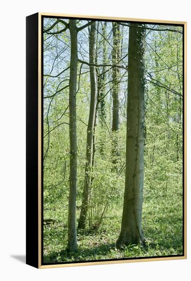 Deciduous forest with green leaves in the spring with sunshine-Axel Killian-Framed Premier Image Canvas