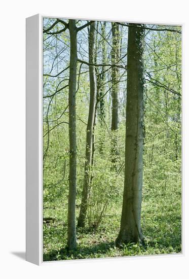 Deciduous forest with green leaves in the spring with sunshine-Axel Killian-Framed Premier Image Canvas