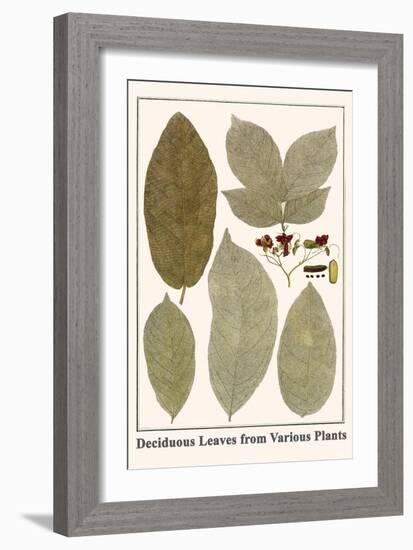 Deciduous Leaves from Various Plants-Albertus Seba-Framed Art Print