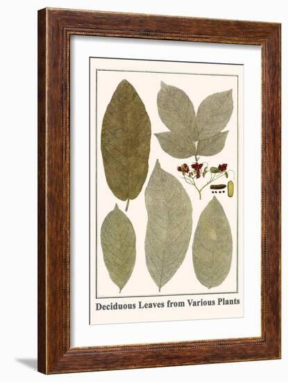 Deciduous Leaves from Various Plants-Albertus Seba-Framed Art Print