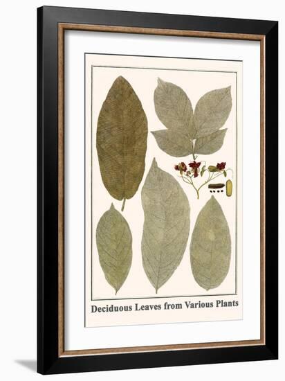 Deciduous Leaves from Various Plants-Albertus Seba-Framed Art Print