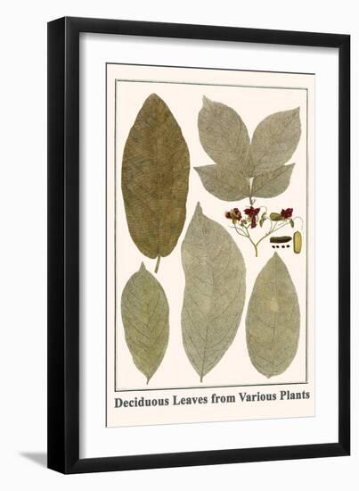 Deciduous Leaves from Various Plants-Albertus Seba-Framed Art Print