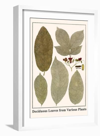 Deciduous Leaves from Various Plants-Albertus Seba-Framed Art Print