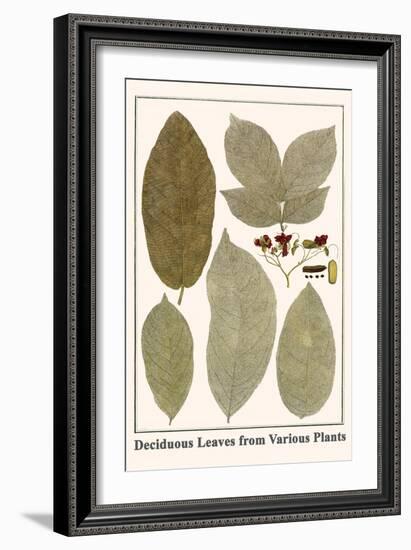 Deciduous Leaves from Various Plants-Albertus Seba-Framed Art Print