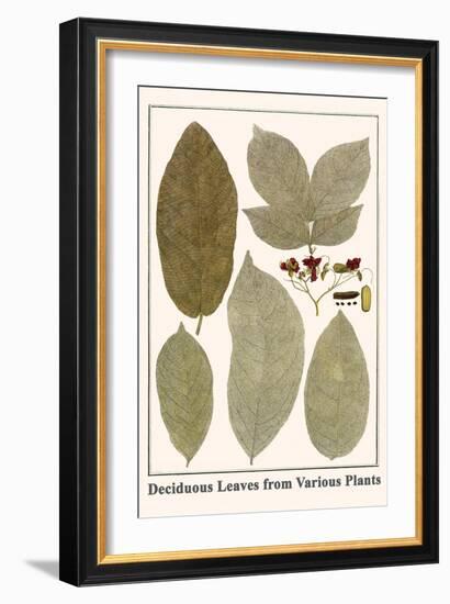 Deciduous Leaves from Various Plants-Albertus Seba-Framed Art Print