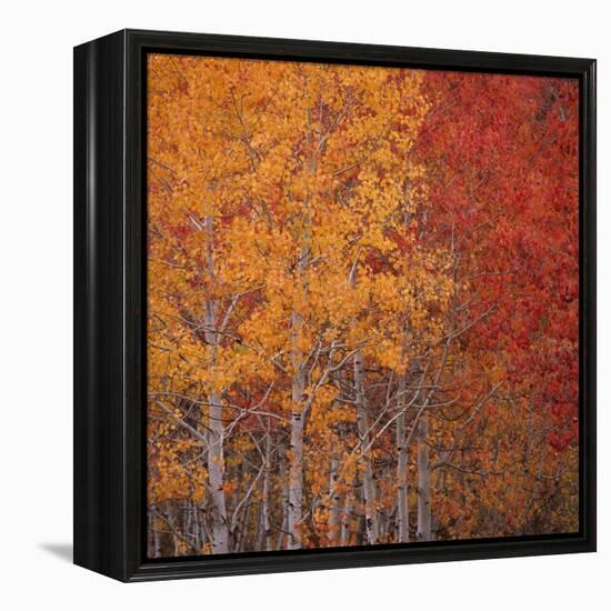 Deciduous Trees in Autumn-Micha Pawlitzki-Framed Premier Image Canvas