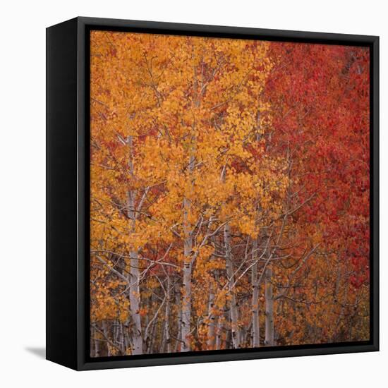 Deciduous Trees in Autumn-Micha Pawlitzki-Framed Premier Image Canvas
