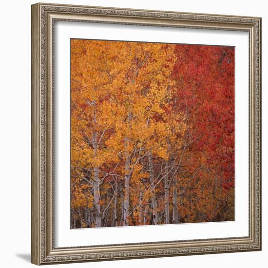 Deciduous Trees in Autumn-Micha Pawlitzki-Framed Photographic Print