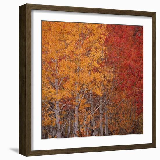 Deciduous Trees in Autumn-Micha Pawlitzki-Framed Photographic Print