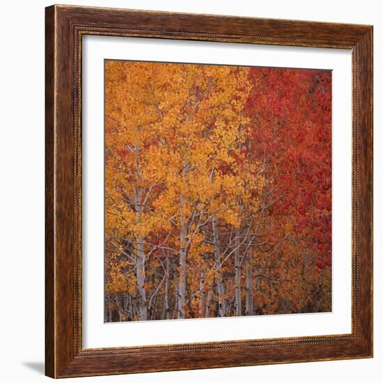 Deciduous Trees in Autumn-Micha Pawlitzki-Framed Photographic Print