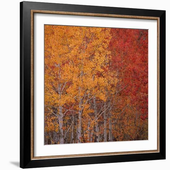 Deciduous Trees in Autumn-Micha Pawlitzki-Framed Photographic Print