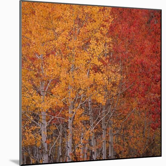 Deciduous Trees in Autumn-Micha Pawlitzki-Mounted Photographic Print