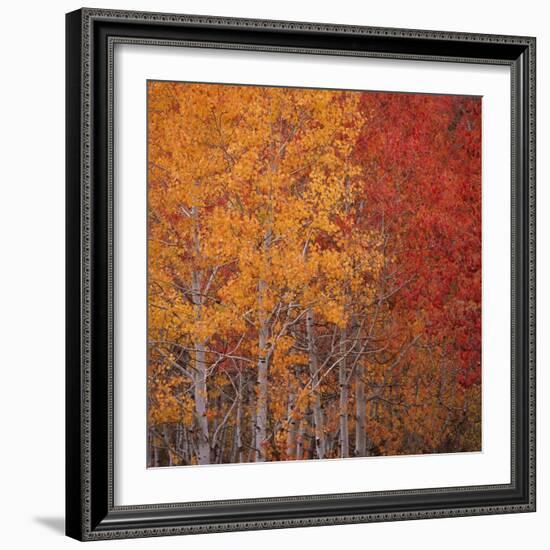 Deciduous Trees in Autumn-Micha Pawlitzki-Framed Photographic Print