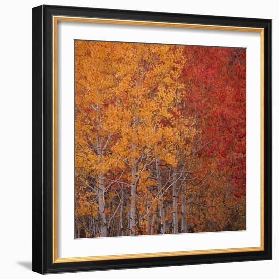 Deciduous Trees in Autumn-Micha Pawlitzki-Framed Photographic Print