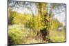 Deciduous trees in sunshine-Heidi Westum-Mounted Photographic Print