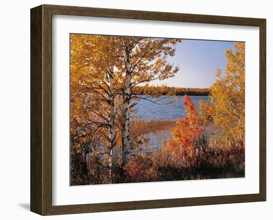 Deciduous Trees, Lake, Autumn-Thonig-Framed Photographic Print