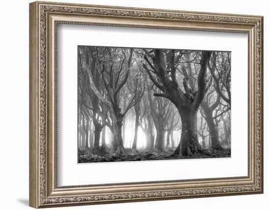 Deciduous woodland in morning sunlight in summer, Cornwall, England, United Kingdom, Europe-Adam Burton-Framed Photographic Print