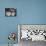 Deck of Playing Cards-David Scherman-Photographic Print displayed on a wall