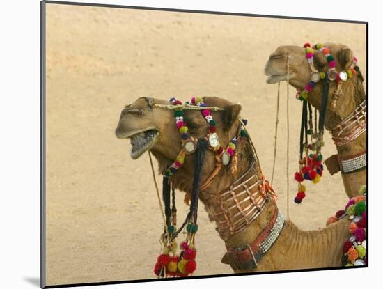 Decorated Camel in the Thar Desert, Jaisalmer, Rajasthan, India-Keren Su-Mounted Photographic Print