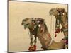 Decorated Camel in the Thar Desert, Jaisalmer, Rajasthan, India-Keren Su-Mounted Photographic Print