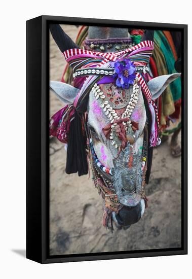 Decorated Cow, Goa, India, Asia-Yadid Levy-Framed Premier Image Canvas