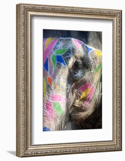 Decorated Elephant, Amber Elephant Sanctuary, Near Jaipur, Rajasthan, India, Asia-Annie Owen-Framed Photographic Print