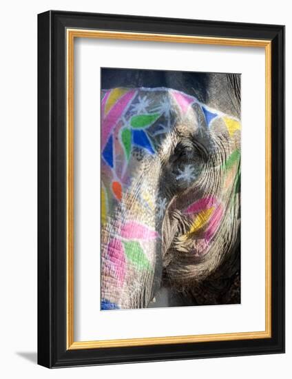 Decorated Elephant, Amber Elephant Sanctuary, Near Jaipur, Rajasthan, India, Asia-Annie Owen-Framed Photographic Print