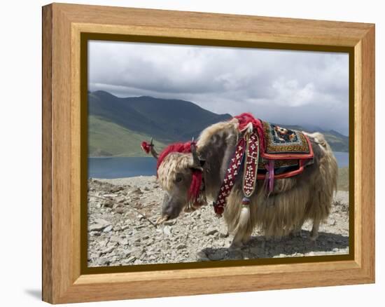 Decorated Yak, Turquoise Lake, Tibet, China-Ethel Davies-Framed Premier Image Canvas