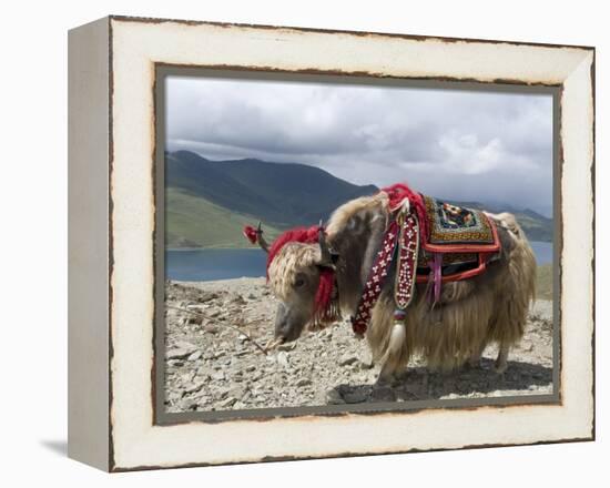 Decorated Yak, Turquoise Lake, Tibet, China-Ethel Davies-Framed Premier Image Canvas